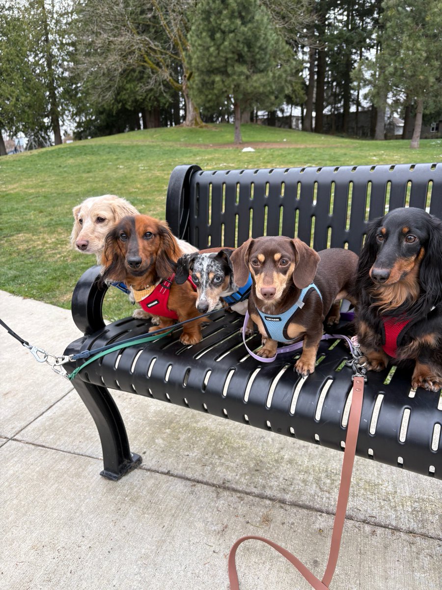 DachshundWizard 🧙‍♂️ tweet media