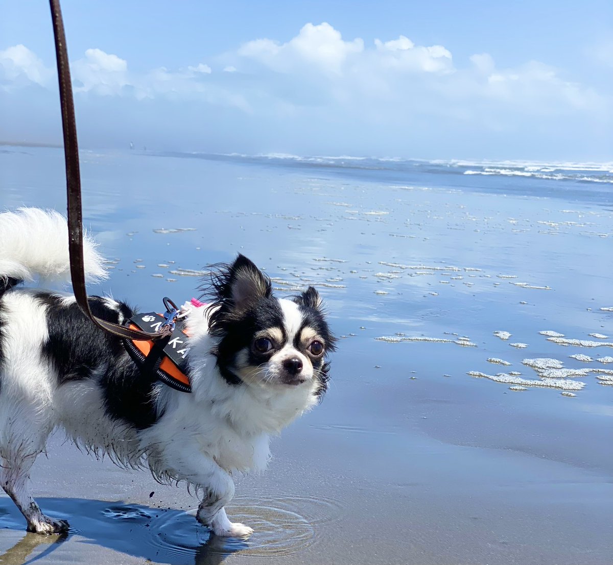 ししゃも tweet media