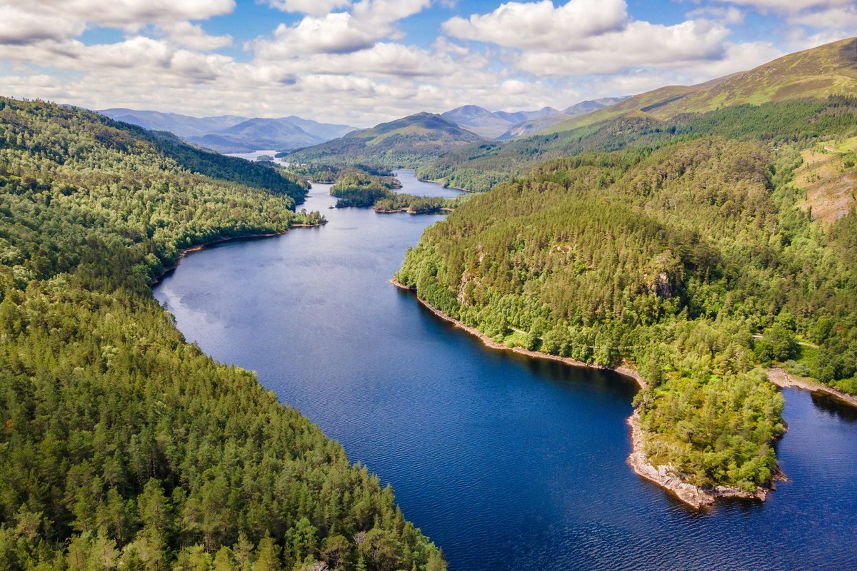 Trees for Life tweet media