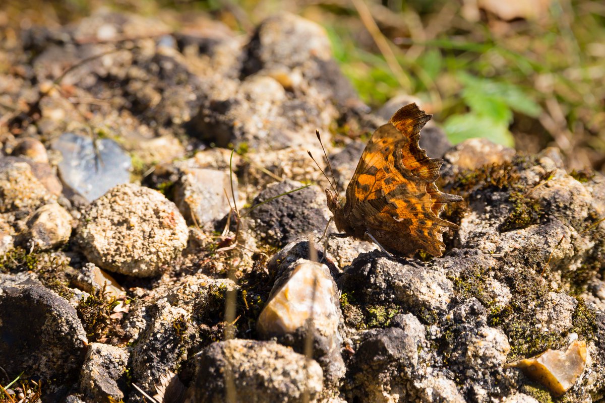 Gordon England tweet media