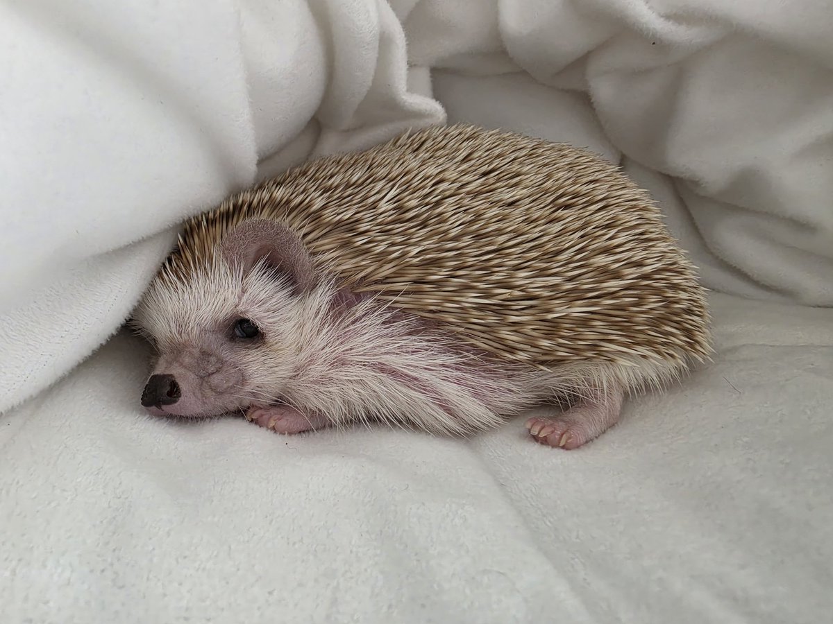 . o 0 O (맘마 줄 시간인데... 맘마 주나?)