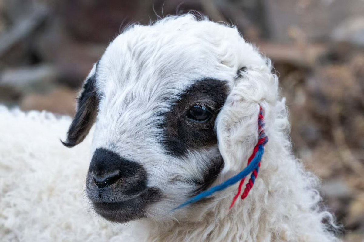 Which little lamb do you like?