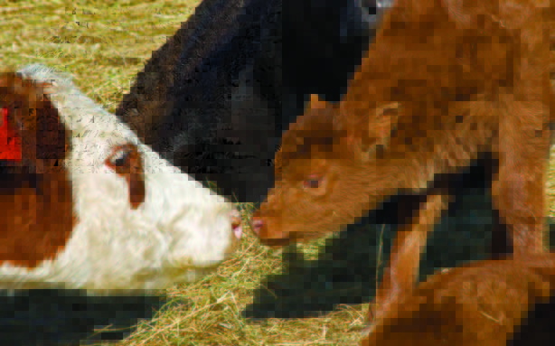 Manitoba Agriculture tweet media