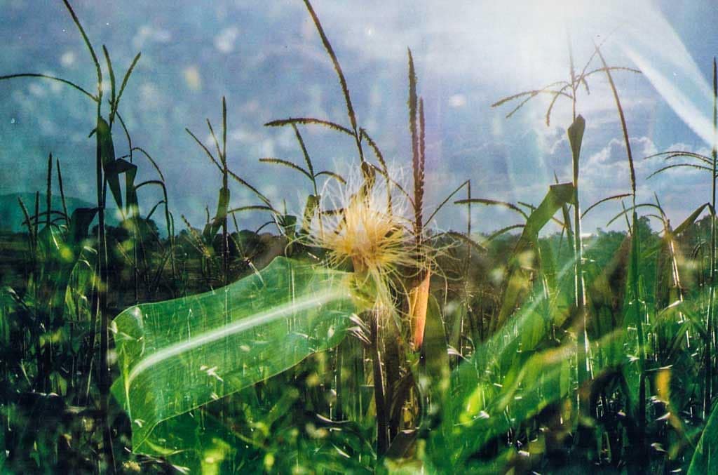 Iram Ortega 👁 tweet media