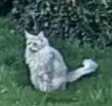 Snoshi❄️🌨️(Comms open) tweet media