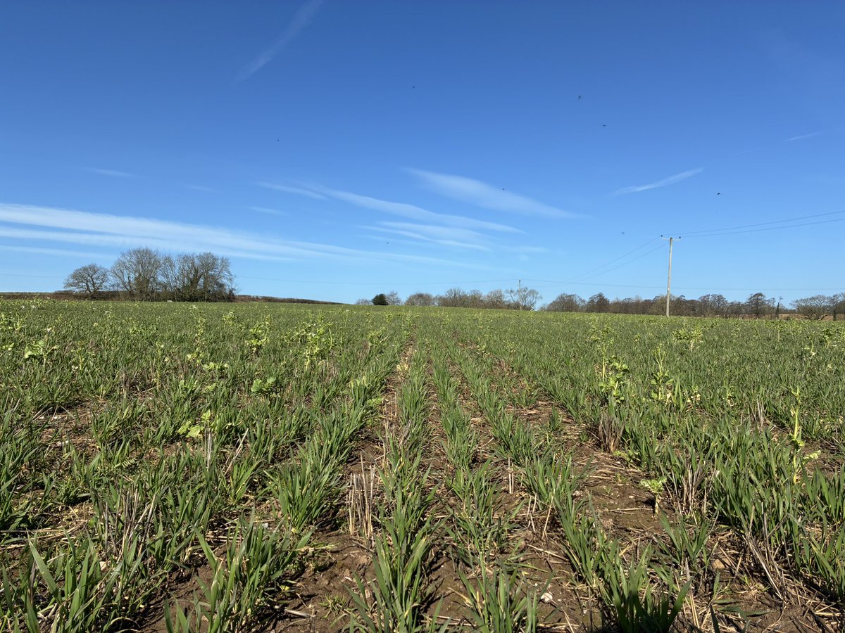 Daniel lievesley tweet media