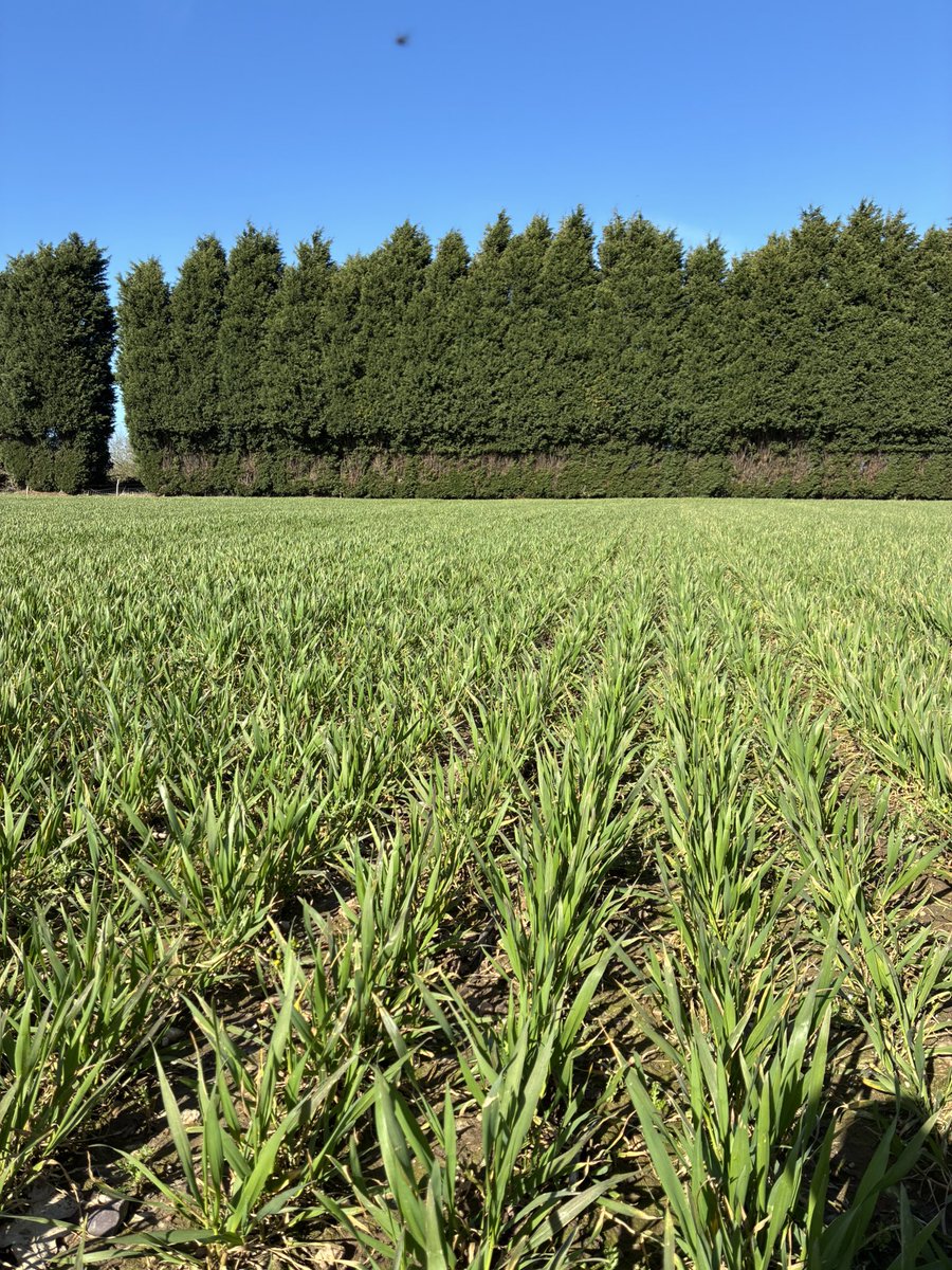 Daniel lievesley tweet media