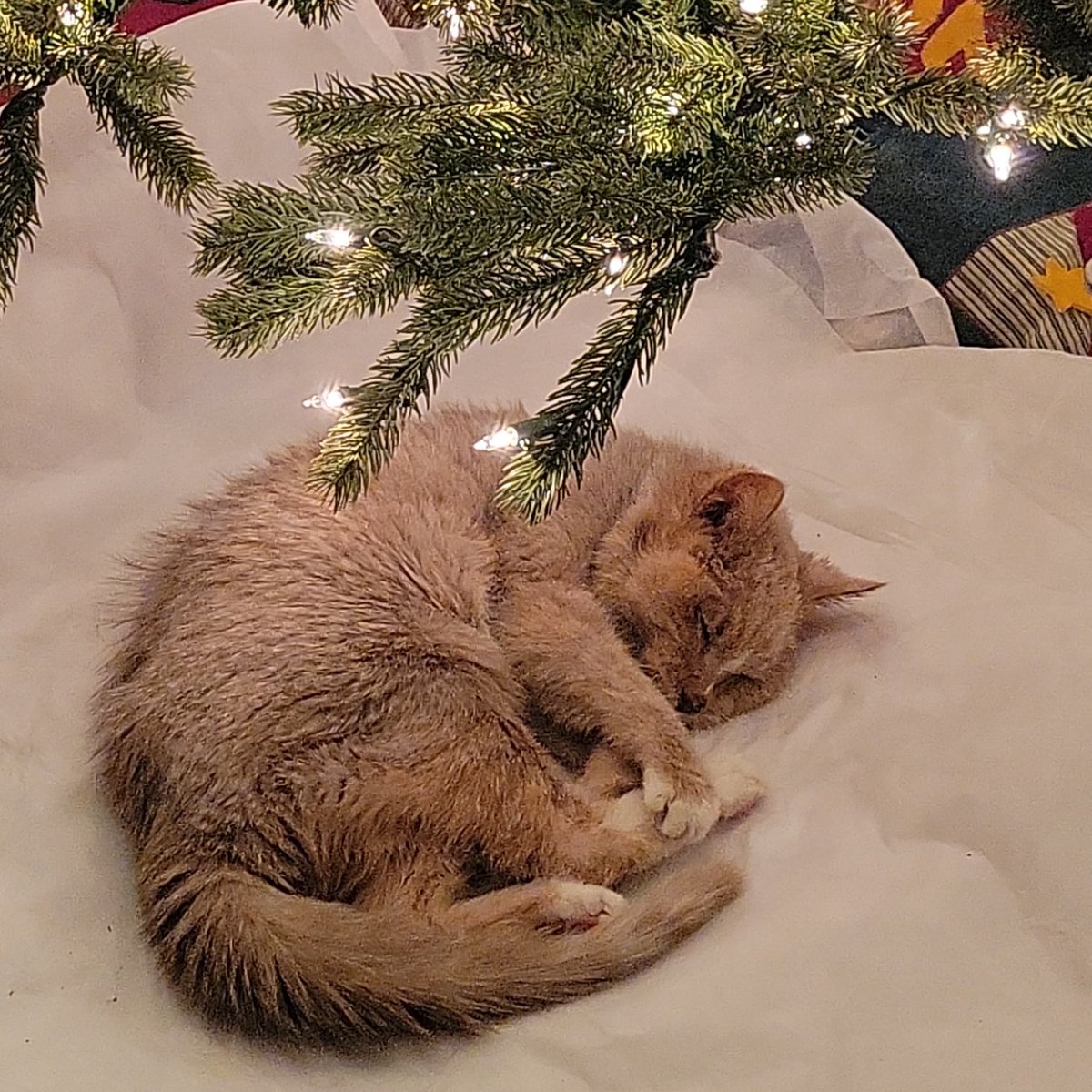 oat milk princess 🇵🇸 tweet media