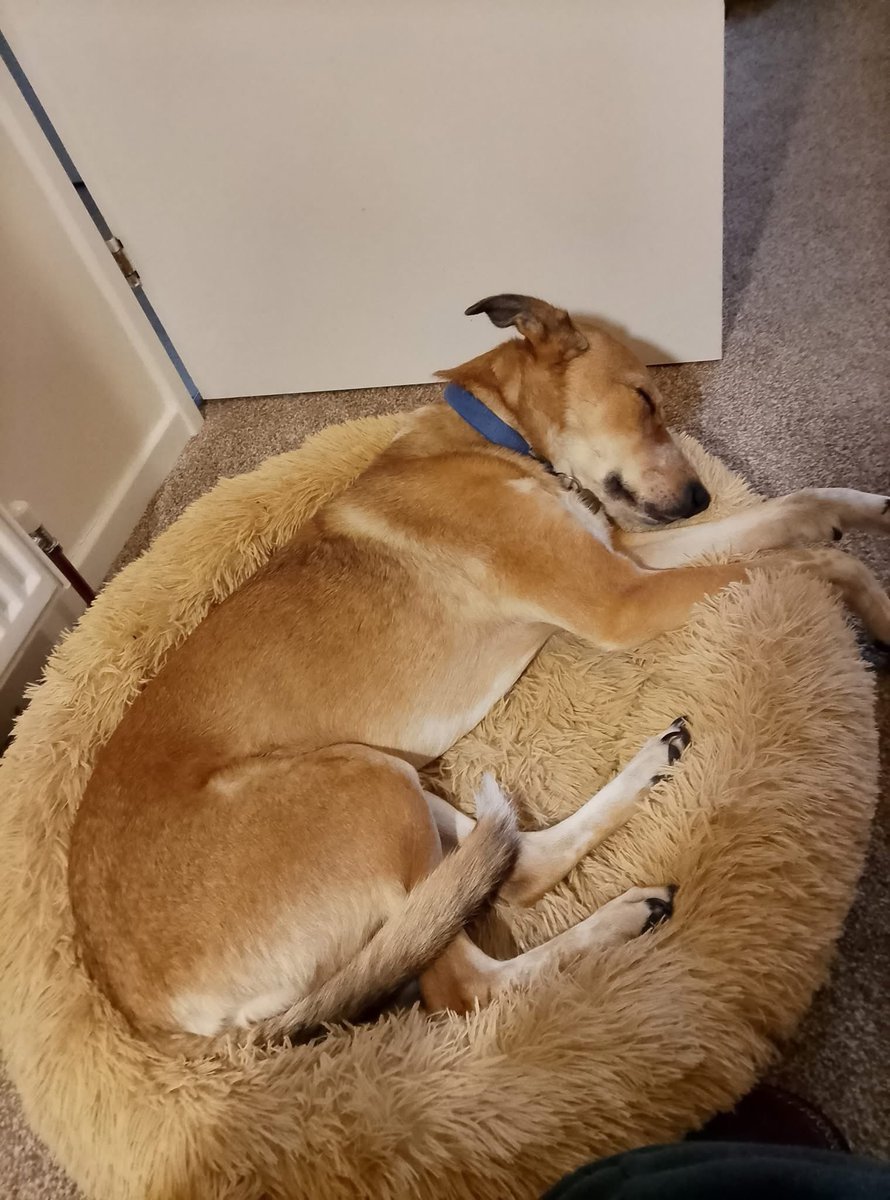 H2RScotland's tweet photo. Rada is a gorgeous 6 year old female mixed breed. Sadly her owner is very unwell and thought that she found Rada a new home however this fell through, so she has asked us to help find Rada a new home. 

Rada is now in kennels due to her previous owners health. We don't give out locations of animals until a home check is done first. We cover the whole of Scotland. 

Rada is good with other dogs. She would be best in a home with no young children - older kids of a teenage age would be okay. 

Rada is use to a very quiet life with just her and her owner. She is very loving and affectionate. The staff at the kennels have said that she is such a sweet girl. 

Rada is chipped and spayed and has all her paper work. She was a rescue from abroad. It's not an option for her to be returned to rescue abroad. 

Rada likes chicken and chicken bone broth. She is very happy and friendly meeting new people. 
Rada can be left on her own if you need to go out. She will try to steal food off the work tops given the chance. 

Rada is a good guard dog, she will bark is she see's someone go past the window.
She would be a great companion pet to someone who is on their own or a family with older kids. 

No cats please. 

For more information or to offer Rada a new home please email info@help2rehome.com 

If you can't offer Rada a new home at this time please consider sharing her appeal to help her into a new home so we can update her previous owner for their own peace of mind.