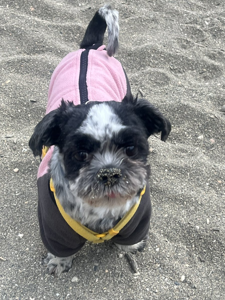 otangokkun's tweet photo. 코에 토핑 묻으셨어요 https://t.co/rdwgpYYGYK