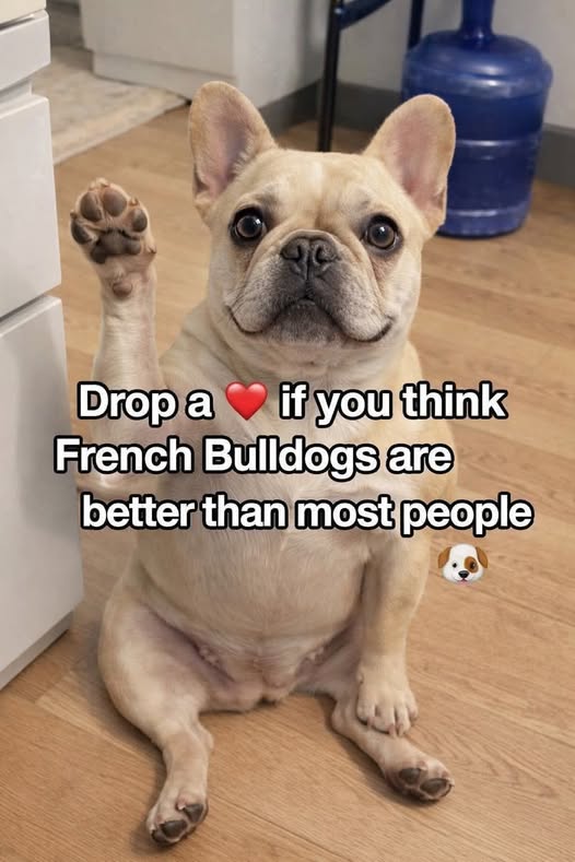 🐶French Bulldog Fan Club🐶 tweet media