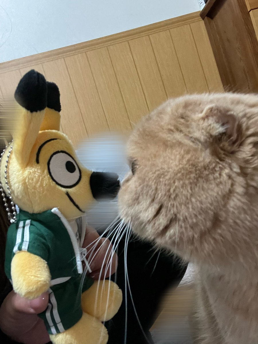 nikoniko_toppy's tweet photo. トッちゃん💓
💛3/18💛
- ̗̀ 𝙷𝙰𝙿𝙿𝚈 𝙱𝙸𝚁𝚃𝙷𝙳𝙰𝚈  ̖́-
トッピーと一緒だと運気上がる気がする( * ॑꒳ ॑*)
 #トッピー  #東武動物公園 https://t.co/MZgwzdkJs1