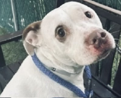 Moishe's Mom tweet media