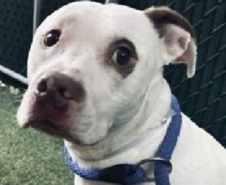 Moishe's Mom tweet media