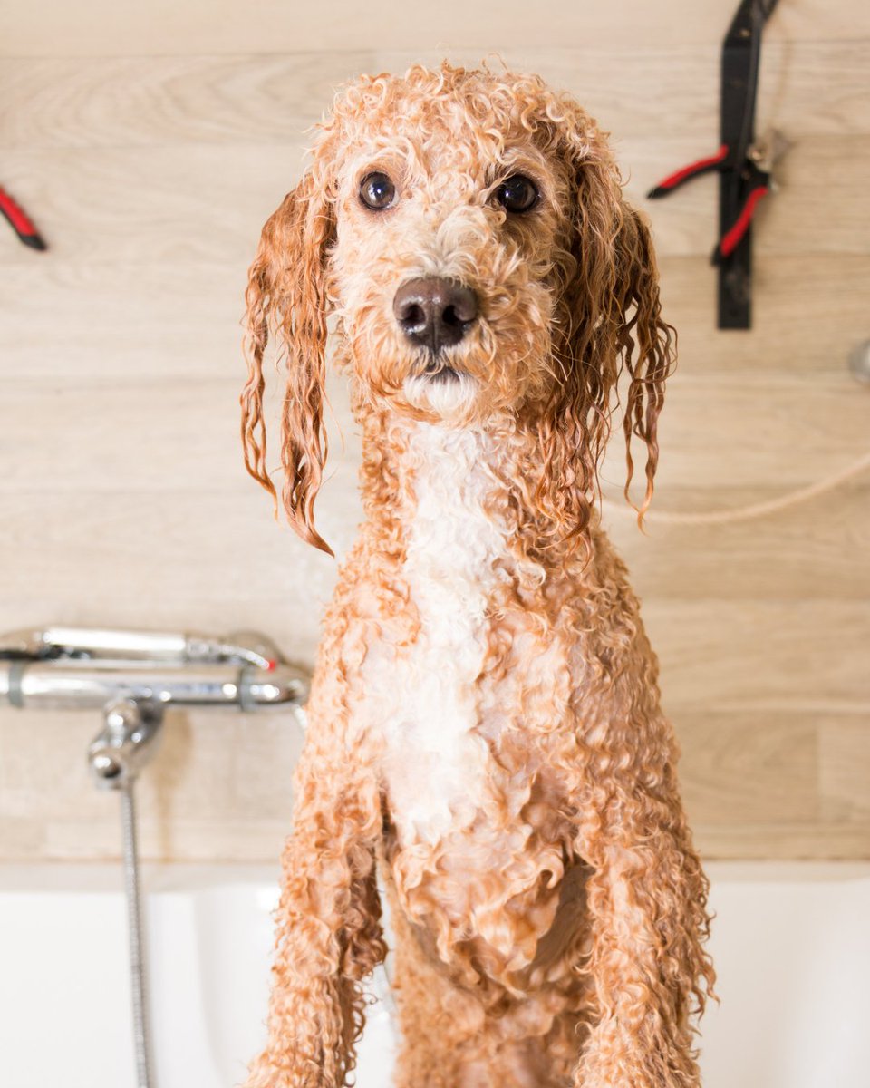 DogSpaColorado's tweet image. Skip the mess at home — we’ve got it covered. 🐾🛁

Let us take care of bath time so your pup gets a professional clean while you keep your house splash-free.

Book your dog’s spa day today:
dogspacolorado.com

#DogSpaColorado #DogBathTime #PamperedPup #DogGrooming #CleanPup
