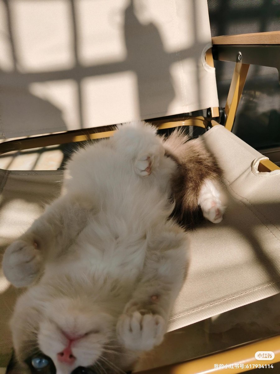 Vincenza Rosato tweet media