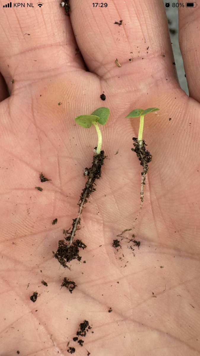 pieter van noord tweet media