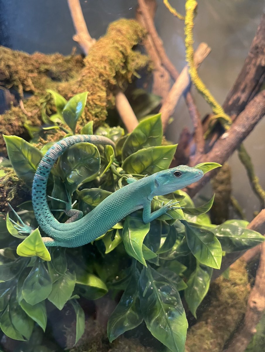 scholastic book fair tweet media