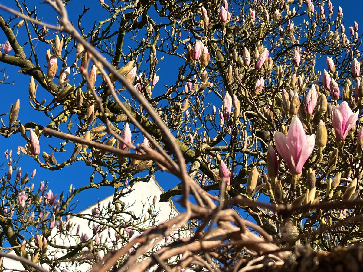 ArchieDev 🕉️♓️ tweet media