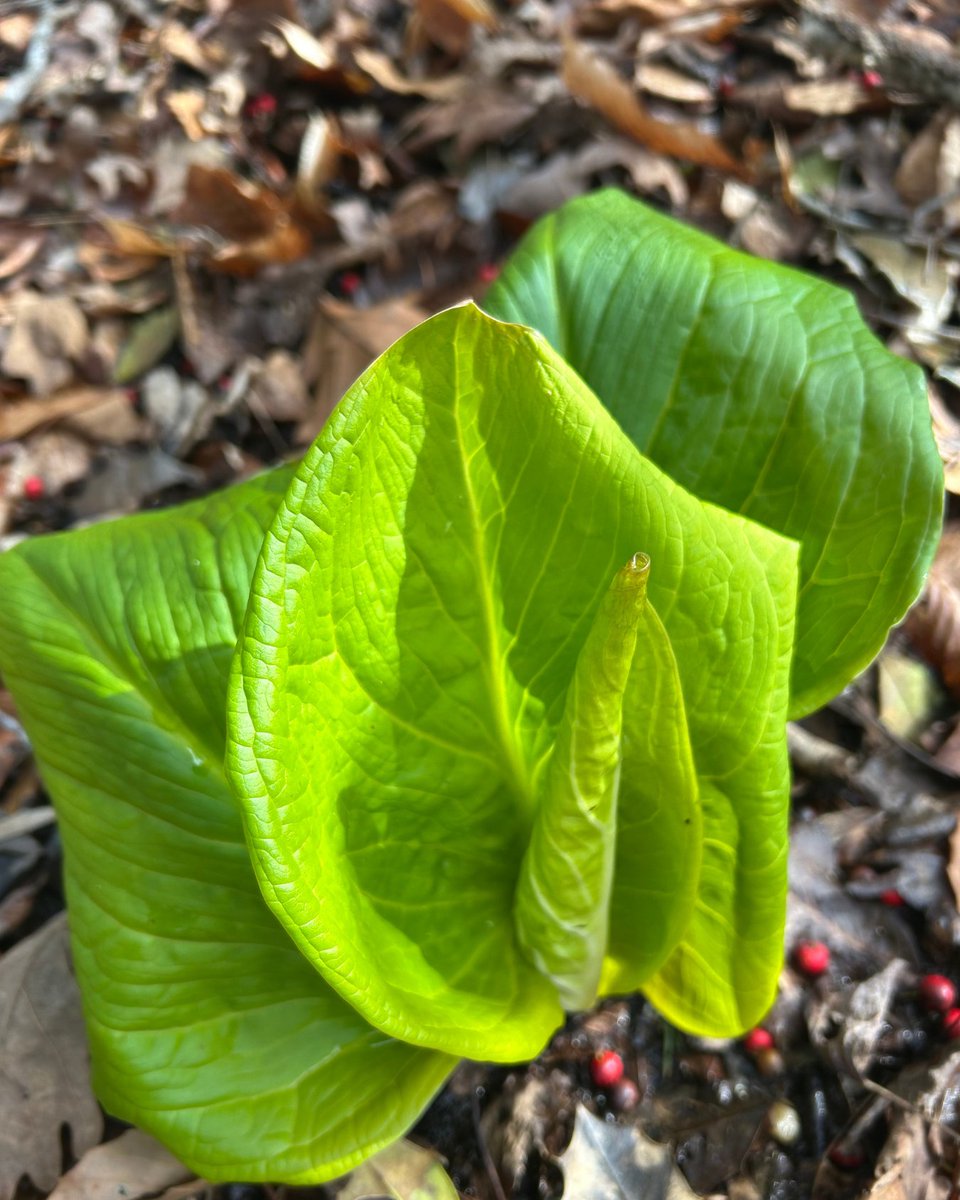 Eastern Shore Land Conservancy tweet media