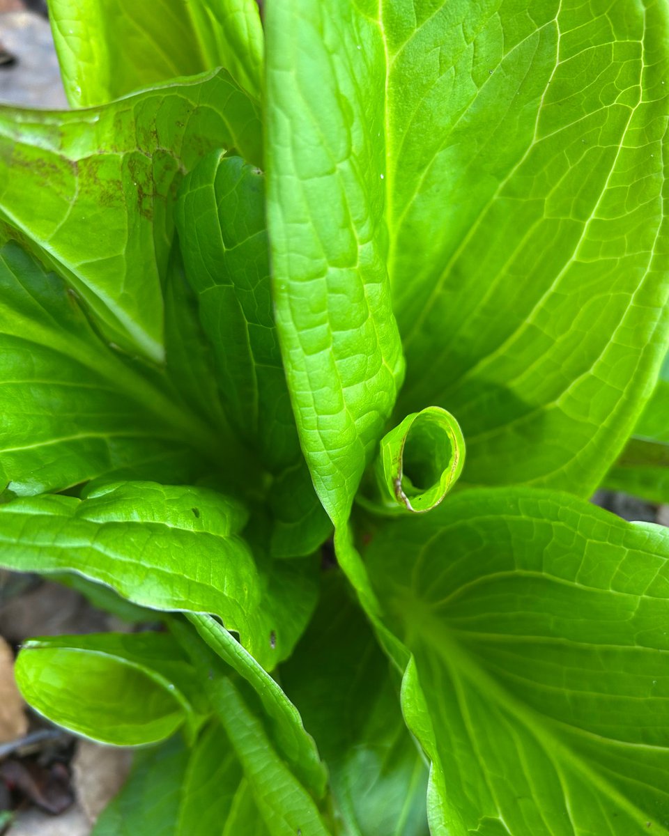 Eastern Shore Land Conservancy tweet media