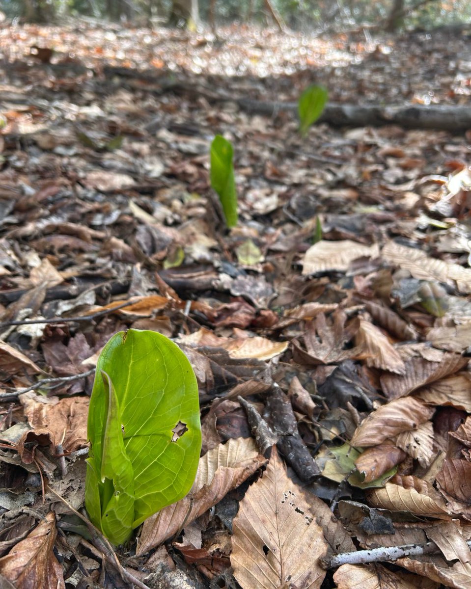Eastern Shore Land Conservancy tweet media