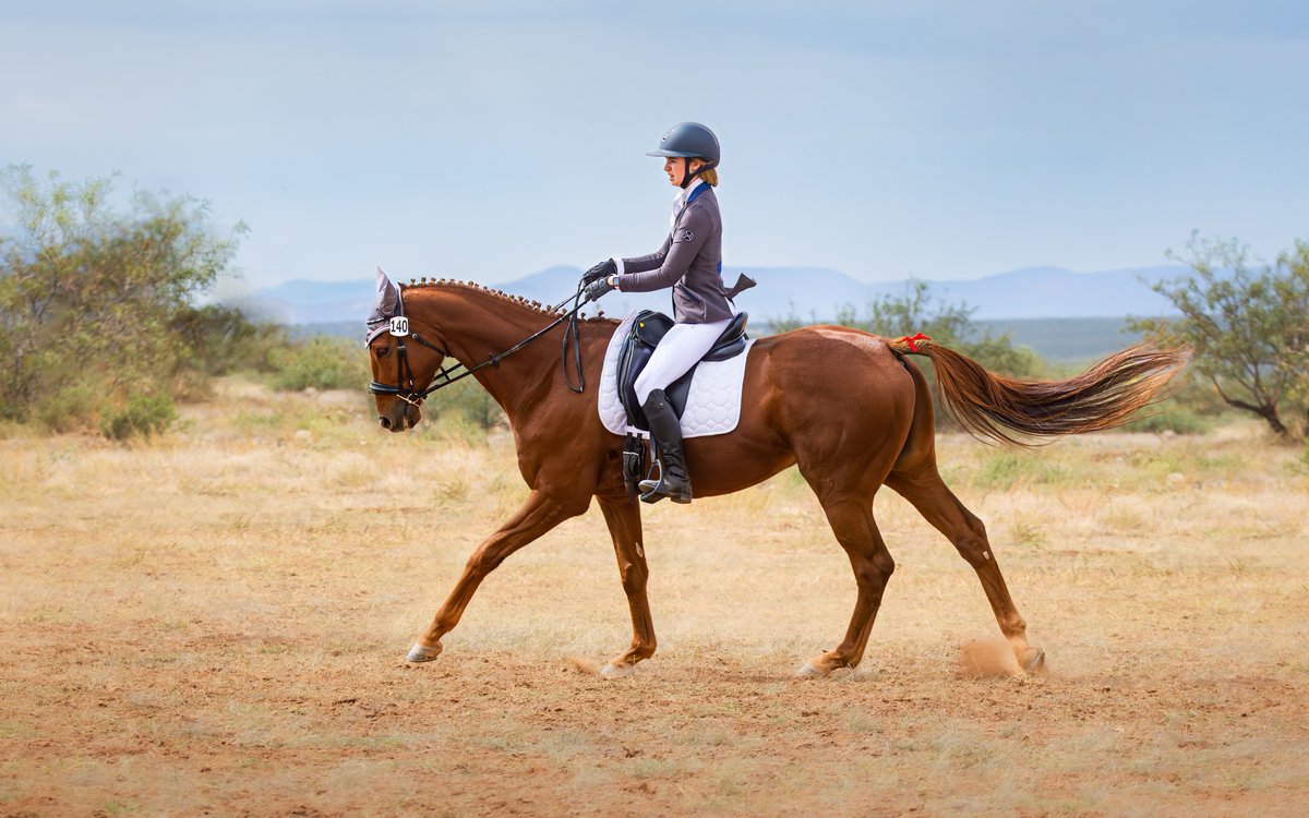 Pin Oak Stud tweet media