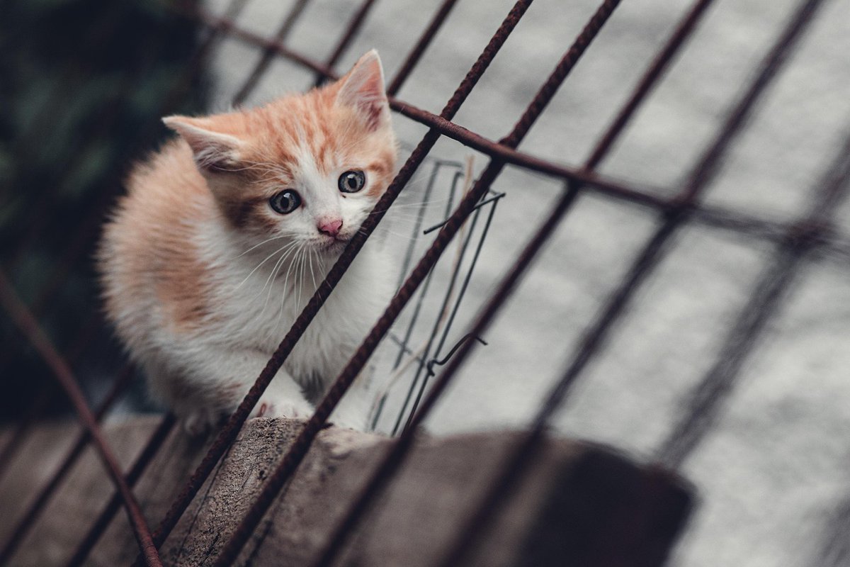 Will Oliver tweet media