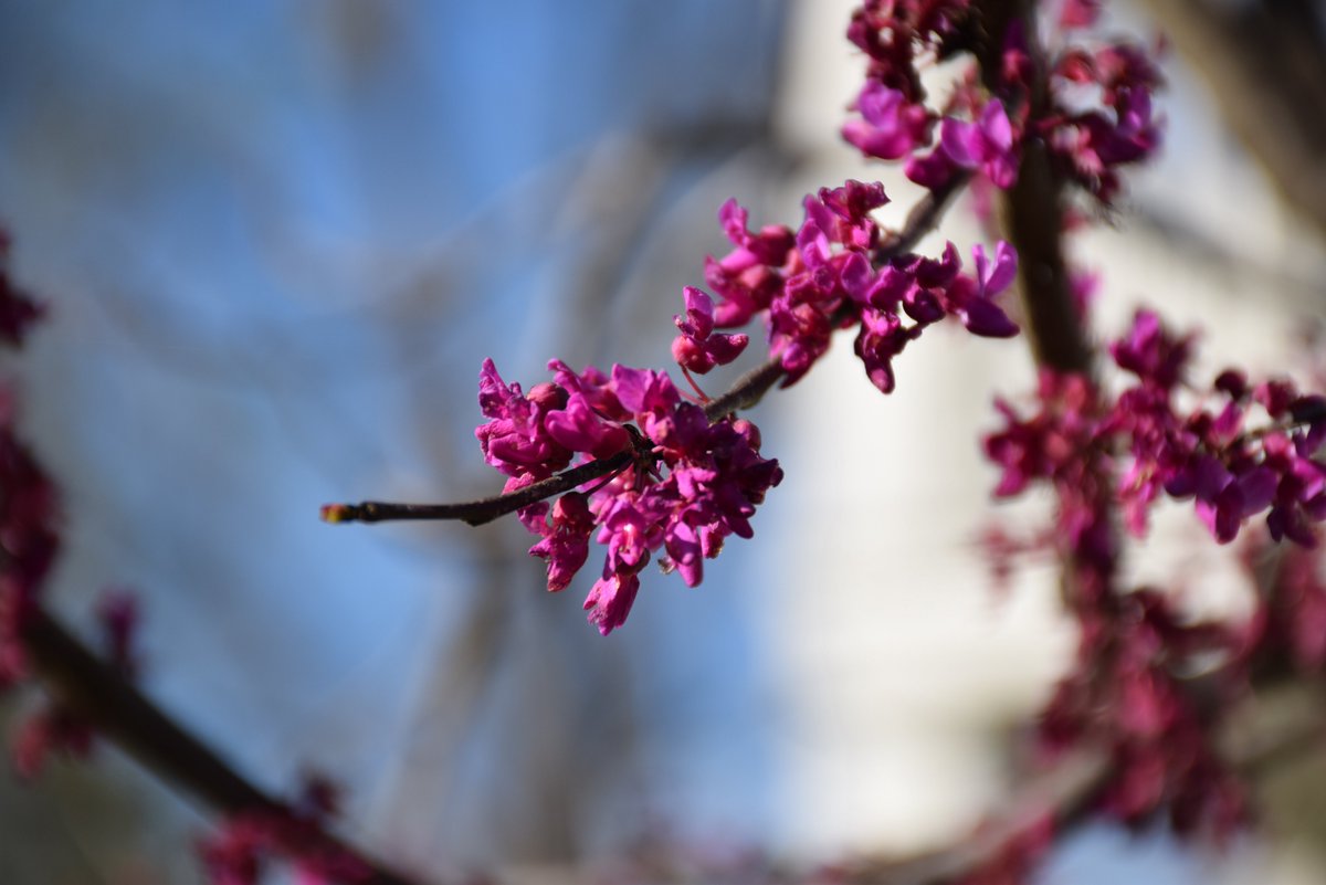 South Carolina Forestry Commission tweet media