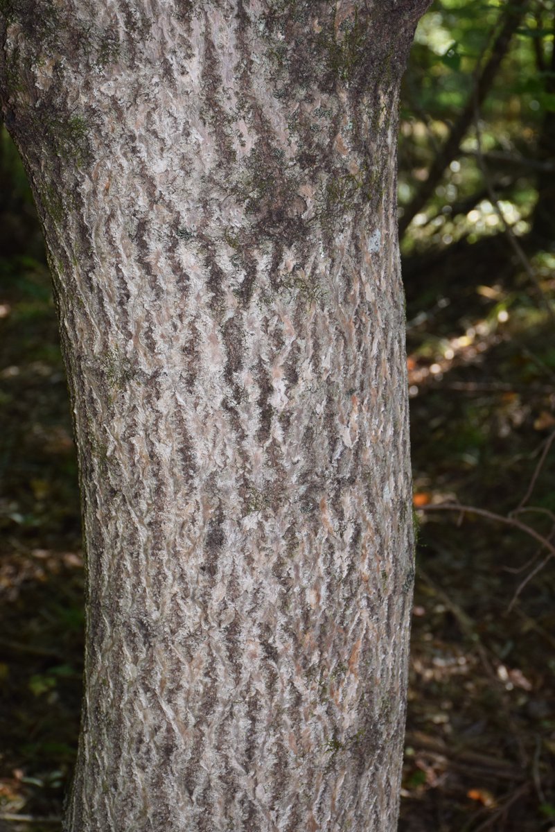 South Carolina Forestry Commission tweet media