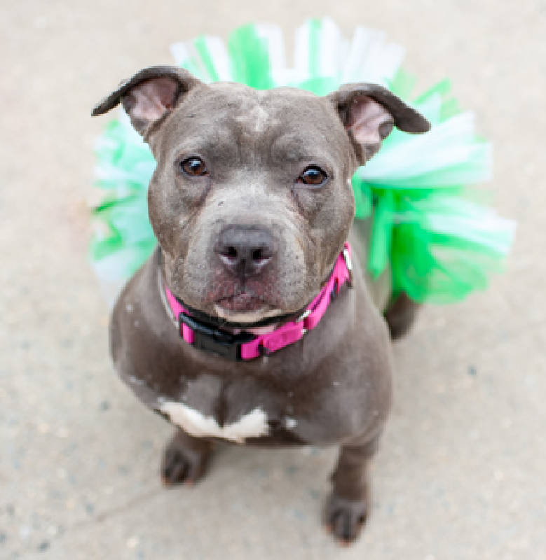NMBewitched's tweet image. ACC renamed her from Happy Happy Hippo
Now Maple🙄 

#LuckyCharm🍀😍🩰
nycacc.app/#/browse/247108
#AdoptMe 

Just a cutie in her green tutu☘️
She has her stuffie, ready to go home