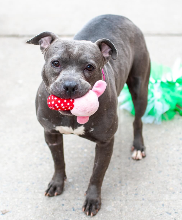 NMBewitched's tweet image. ACC renamed her from Happy Happy Hippo
Now Maple🙄 

#LuckyCharm🍀😍🩰
nycacc.app/#/browse/247108
#AdoptMe 

Just a cutie in her green tutu☘️
She has her stuffie, ready to go home