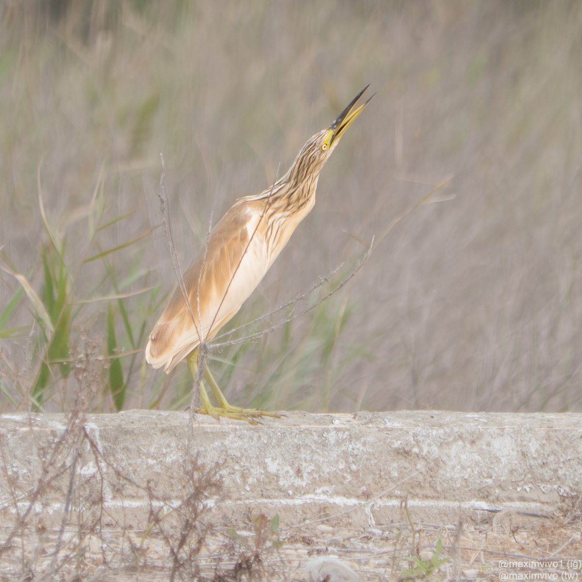 MaximVivo's tweet photo. A qui li estarà cantant l'oroval?
#oroval #martinetroscomu #garcillacangrejera #Ardeolaralloides #birdwatching #BirdPhotogaphy #albuferadevalencia #Squaccoheron https://t.co/sr9OSfNZ8P