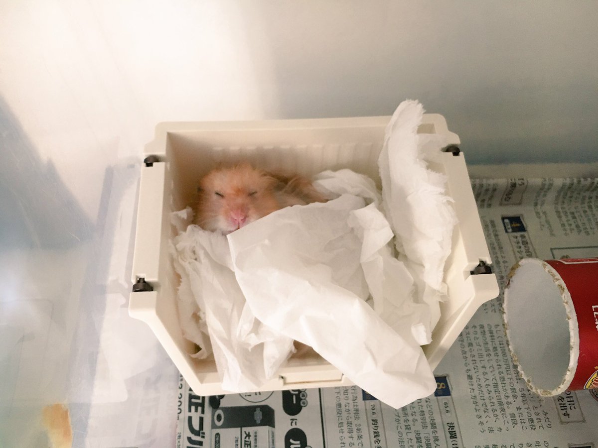 あかじそ🐹 tweet media