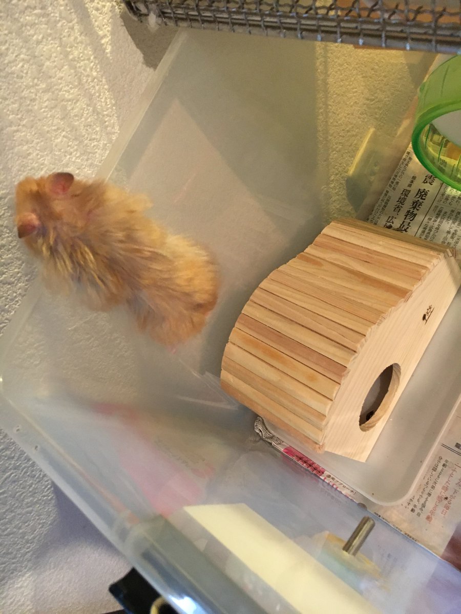 あかじそ🐹 tweet media