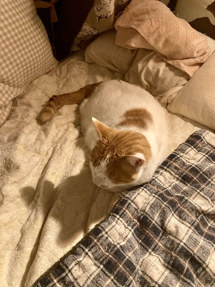 atamist's tweet photo. 在宅部長🐈がベッドを占領していて寝れない
どかせると怒るだろうなぁ
どうしたものやら… https://t.co/pLBpLlmtcQ