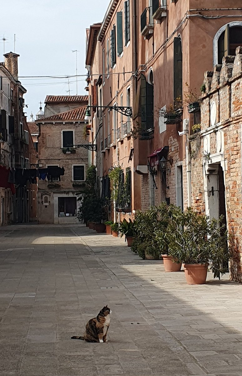 italyheaven's tweet photo. Spend time in Venice's quieter corners, and you will begin to understand who really rules the city
#catsofvenice https://t.co/gZo8FwWaYH