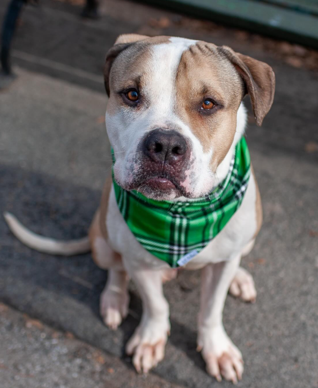NMBewitched's tweet image. #LuckyCharm🍀
#StPatricksDay 
#StPattysDay 

Who knew #Bigfoot could be so charming 
Hearing this is one truly amazing boy! 

Better hurry
#AdoptMe 
nycacc.app/#/browse/249362