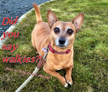 welovedonegal's tweet image. #RubyBeag #dogs #Donegal .