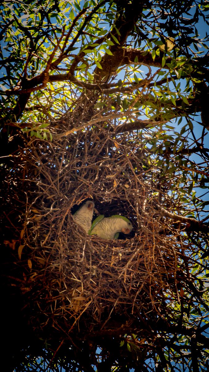 Satoshi Higa tweet media