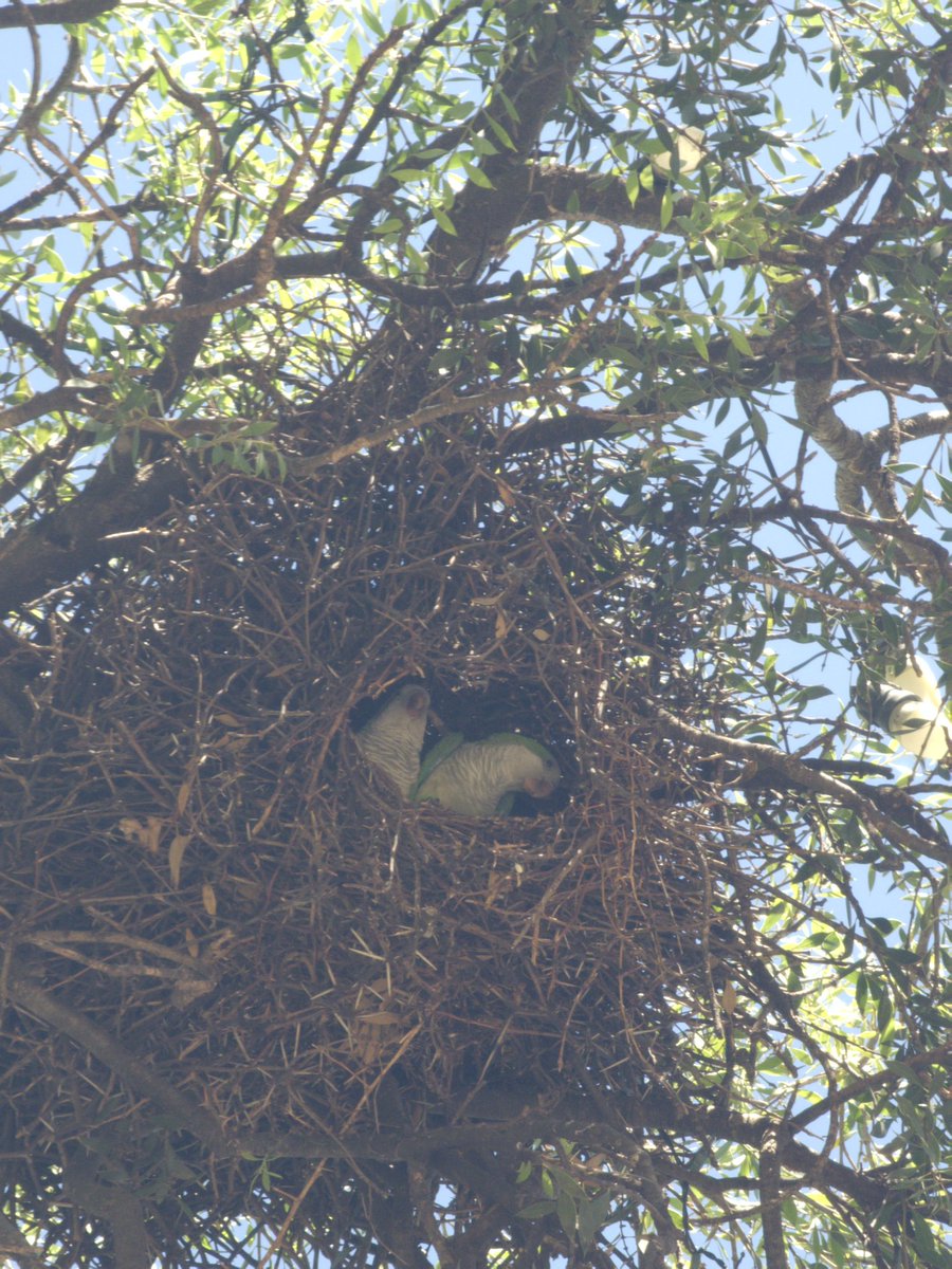 Satoshi Higa tweet media