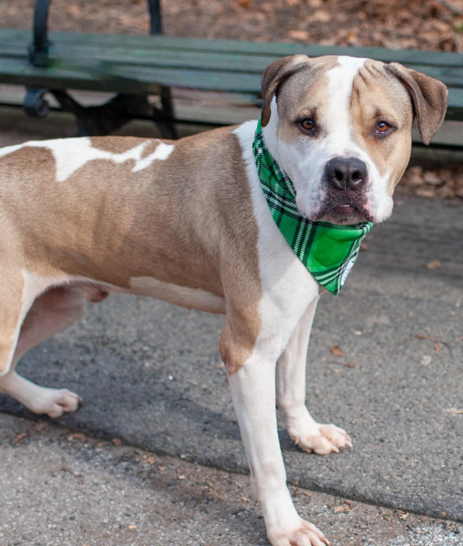 NMBewitched's tweet image. #LuckyCharm🍀
#StPatricksDay 
#StPattysDay 

Who knew #Bigfoot could be so charming 
Hearing this is one truly amazing boy! 

Better hurry
#AdoptMe 
nycacc.app/#/browse/249362