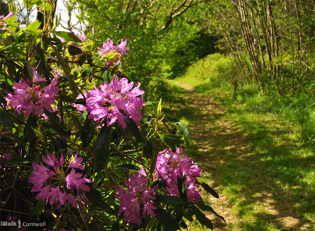 iWalk Cornwall 〓〓 tweet media