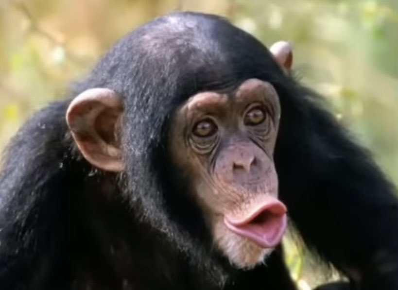 Candy Cadet tweet media