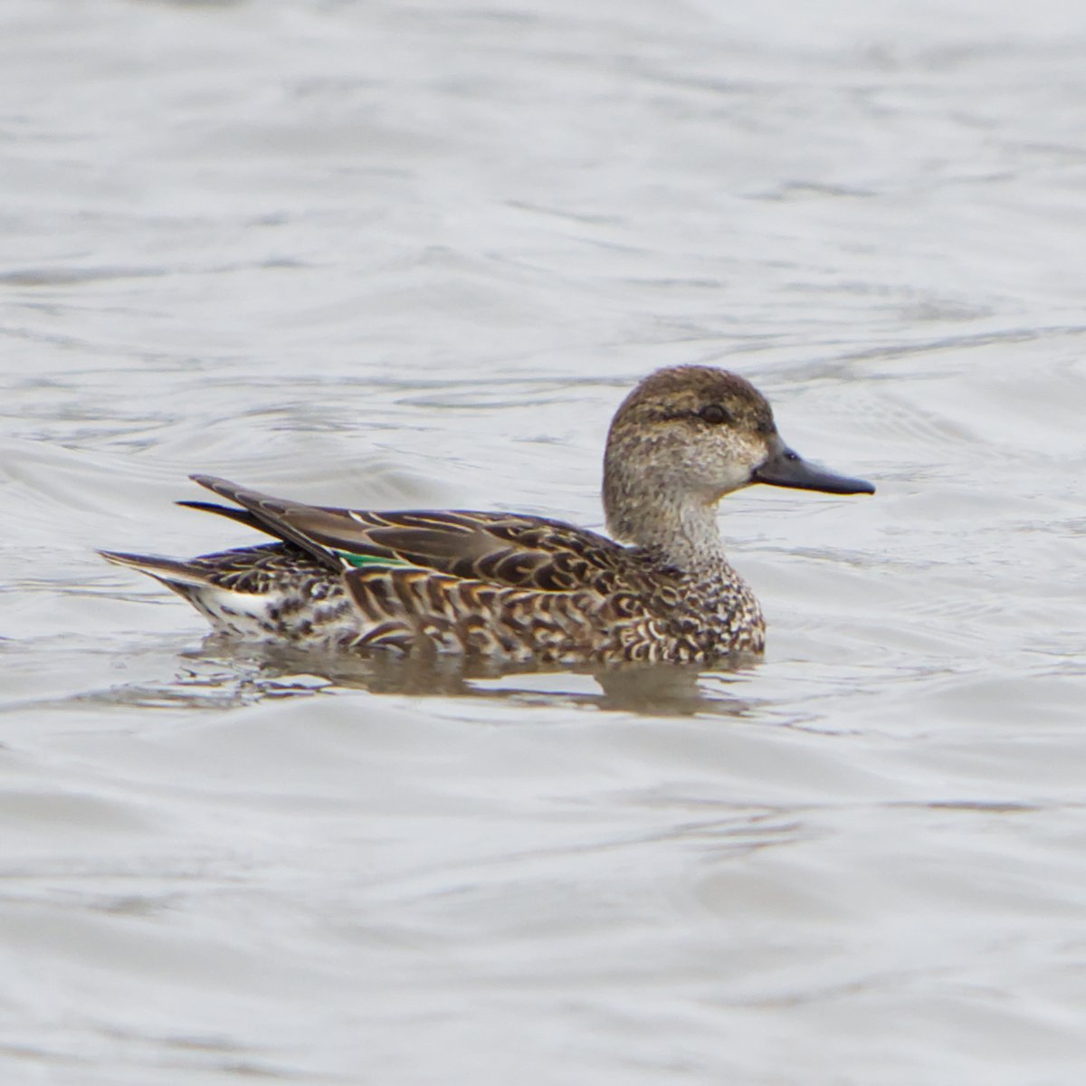 swaninga_fotos's tweet image. Krickente #Natur #Fotografie #teal #NaturePhotography #TwitterNatureCommunity