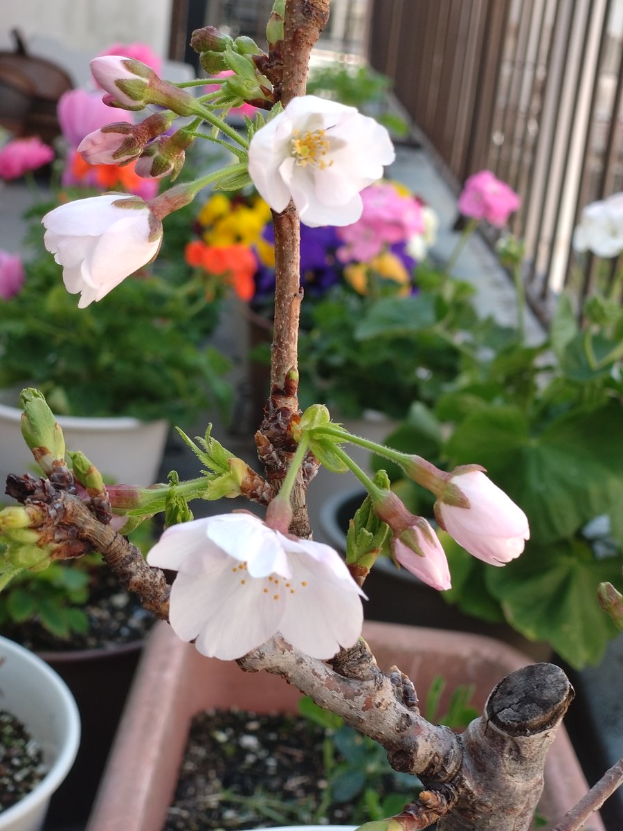 ソロ花活 tweet media