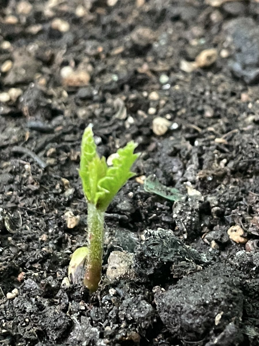 ₿itNik ✮⚕️ tweet media