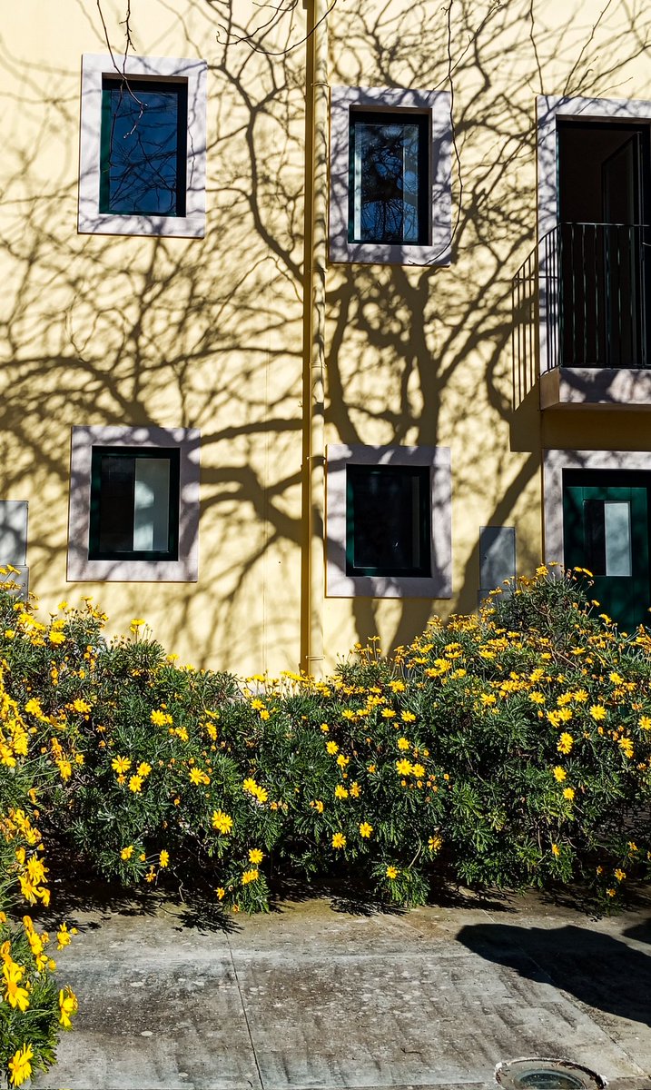 sombras e árvores