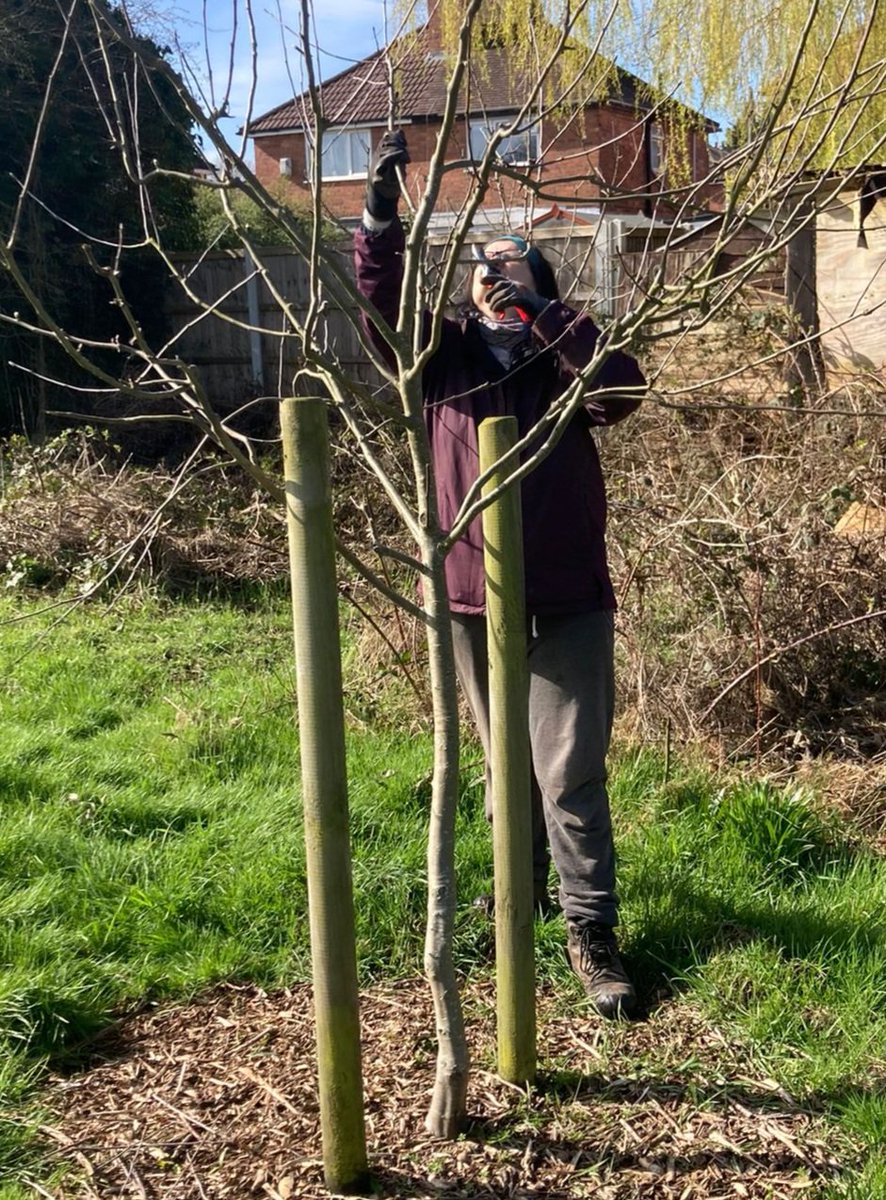 fruitnutvillage's tweet image. #WinterPruning and #ScionWood collecting at #PlymouthRun #Stirchley this morning.
