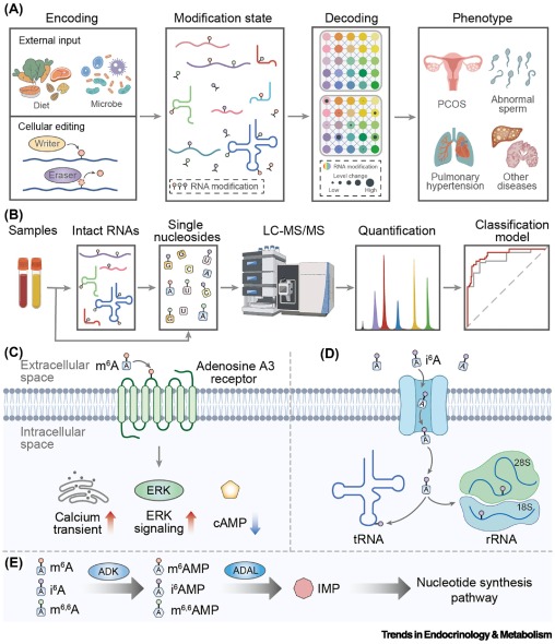 Trends_Endo_Met's tweet photo. Online Now:  RNA modifications: disease biomarkers and signaling molecules https://t.co/tM1CMpRCxL #trends #endocrinology #metabolism https://t.co/Rl6lBC1jQy